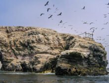 EXCURSION A LAS ISLAS DEL CALLAO – ISLAS PALOMINO