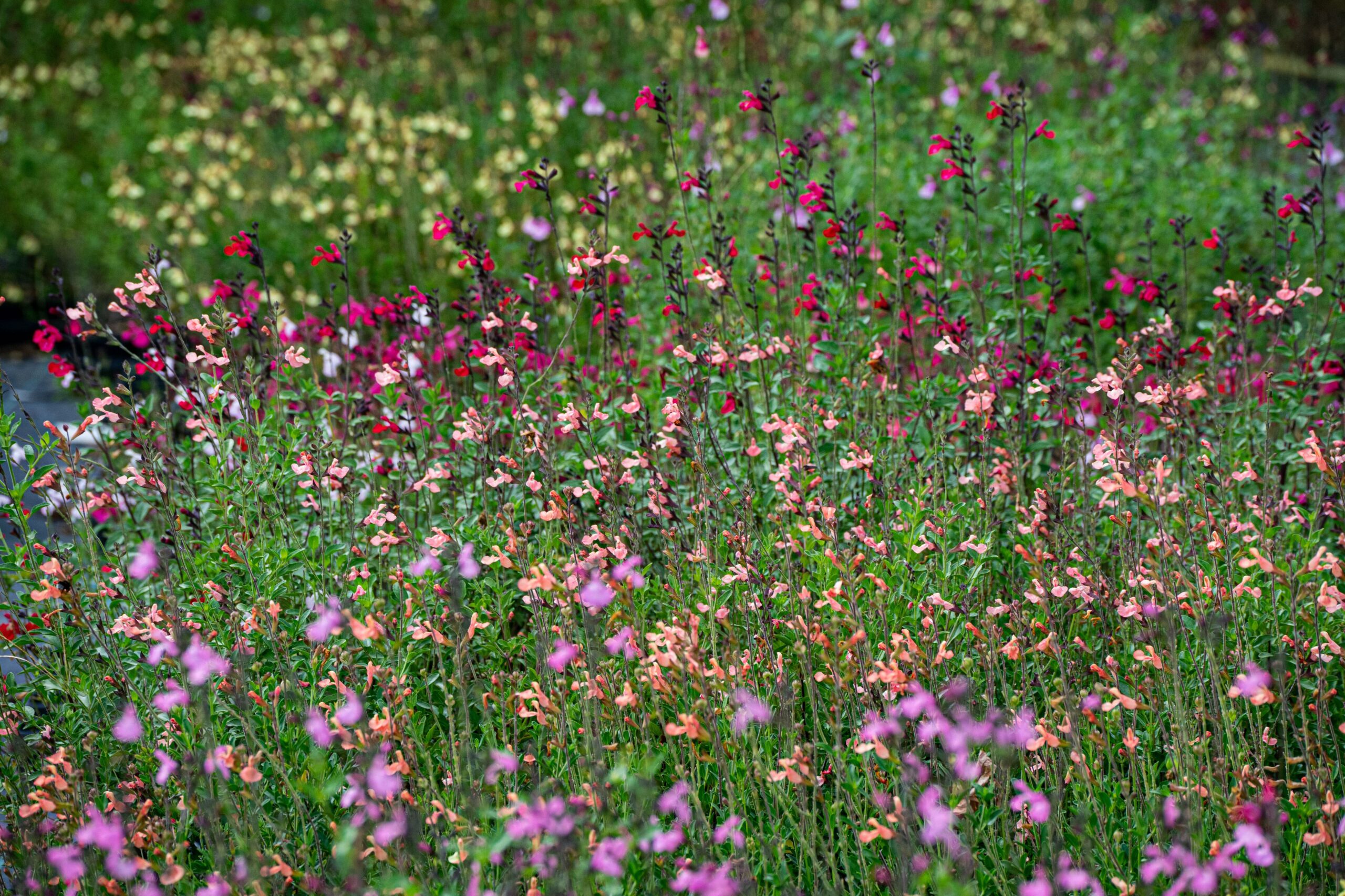 La gama de color de estos híbridos de salvia es muy amplia, desde los violáceos en primer plano hasta los amarillentos del fondo.